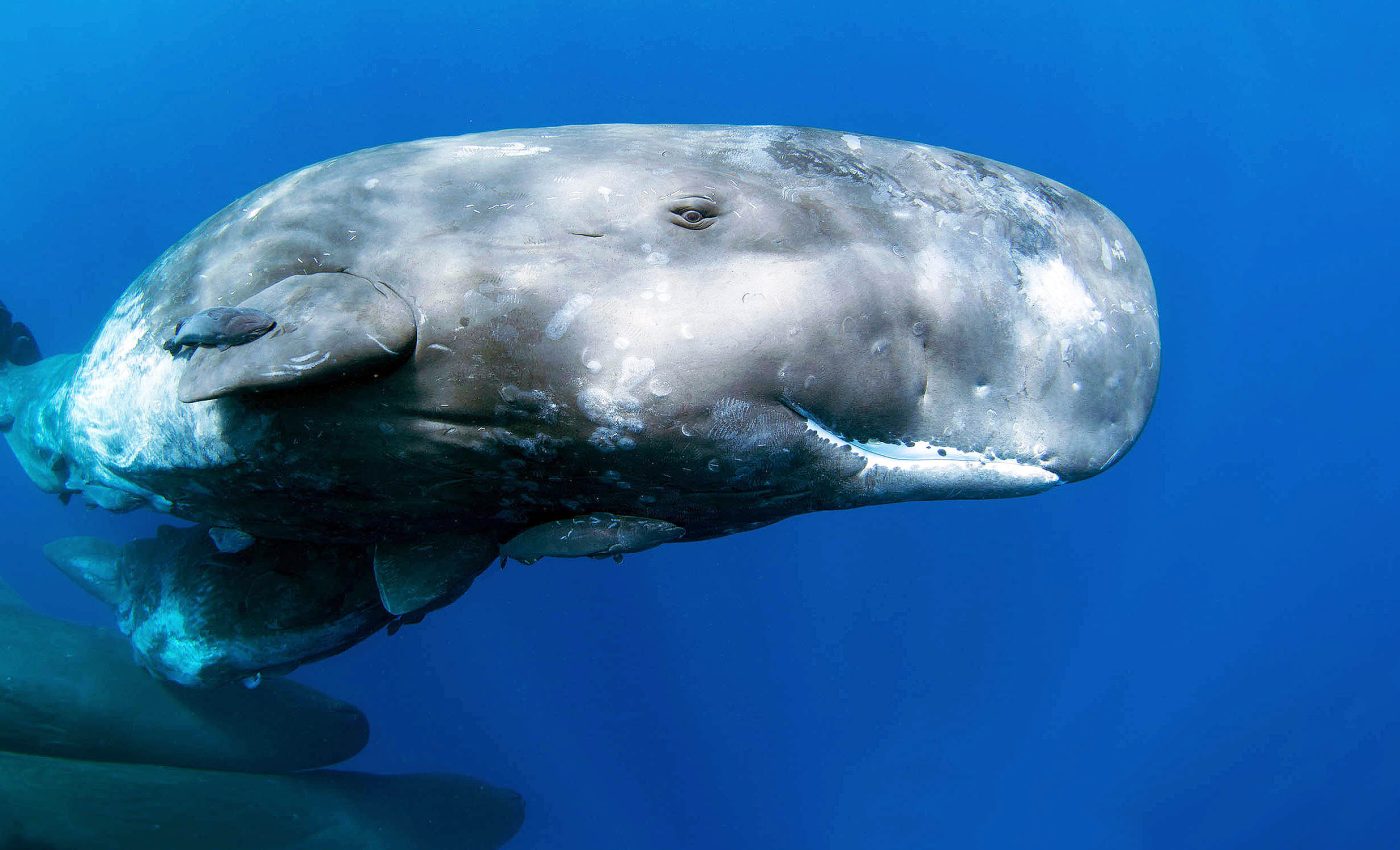 Where have all the sperm whales gone? Scientists think they know