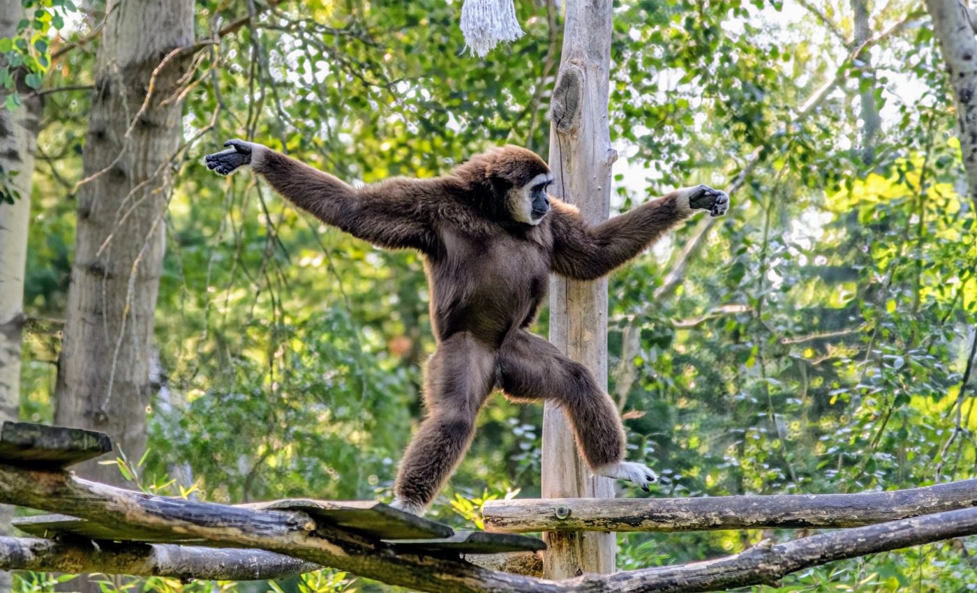 Amazing video: Crested gibbons communicate with incredible dance moves
