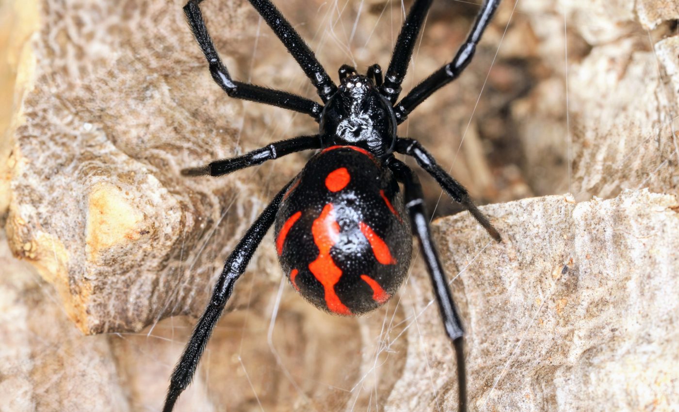 How black widow venom attacks the nervous system
