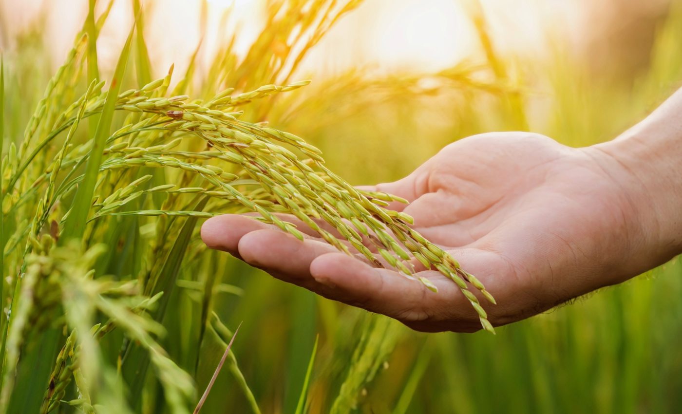 World Food Day 2024: Fighting global hunger