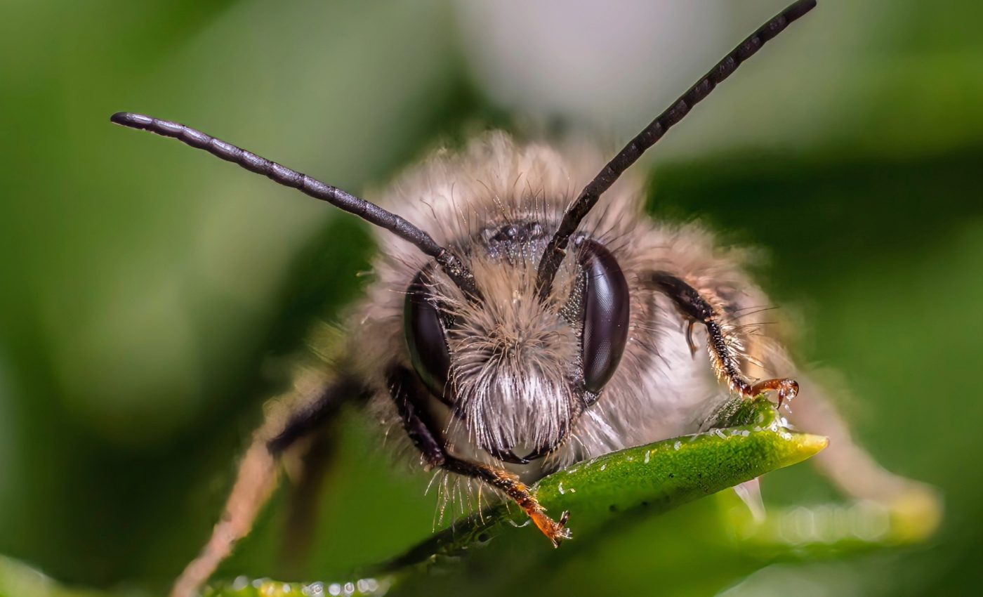 Bees are the latest victims of plastic pollution