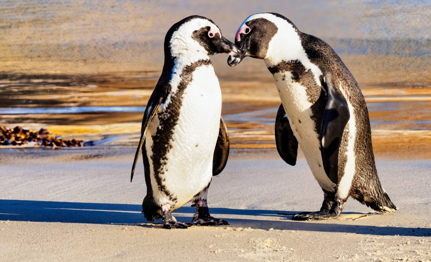 Can artificial nests help save African penguins?