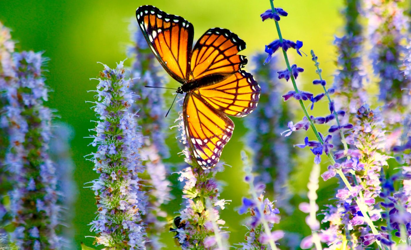 Creating new forests to assist monarch butterfly migration