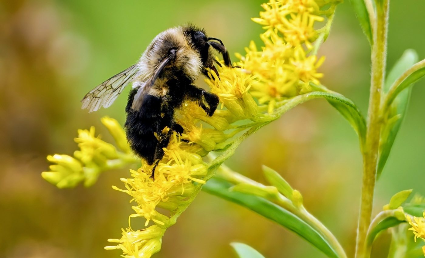 Bumblebee queens have an odd preference for contaminated soil