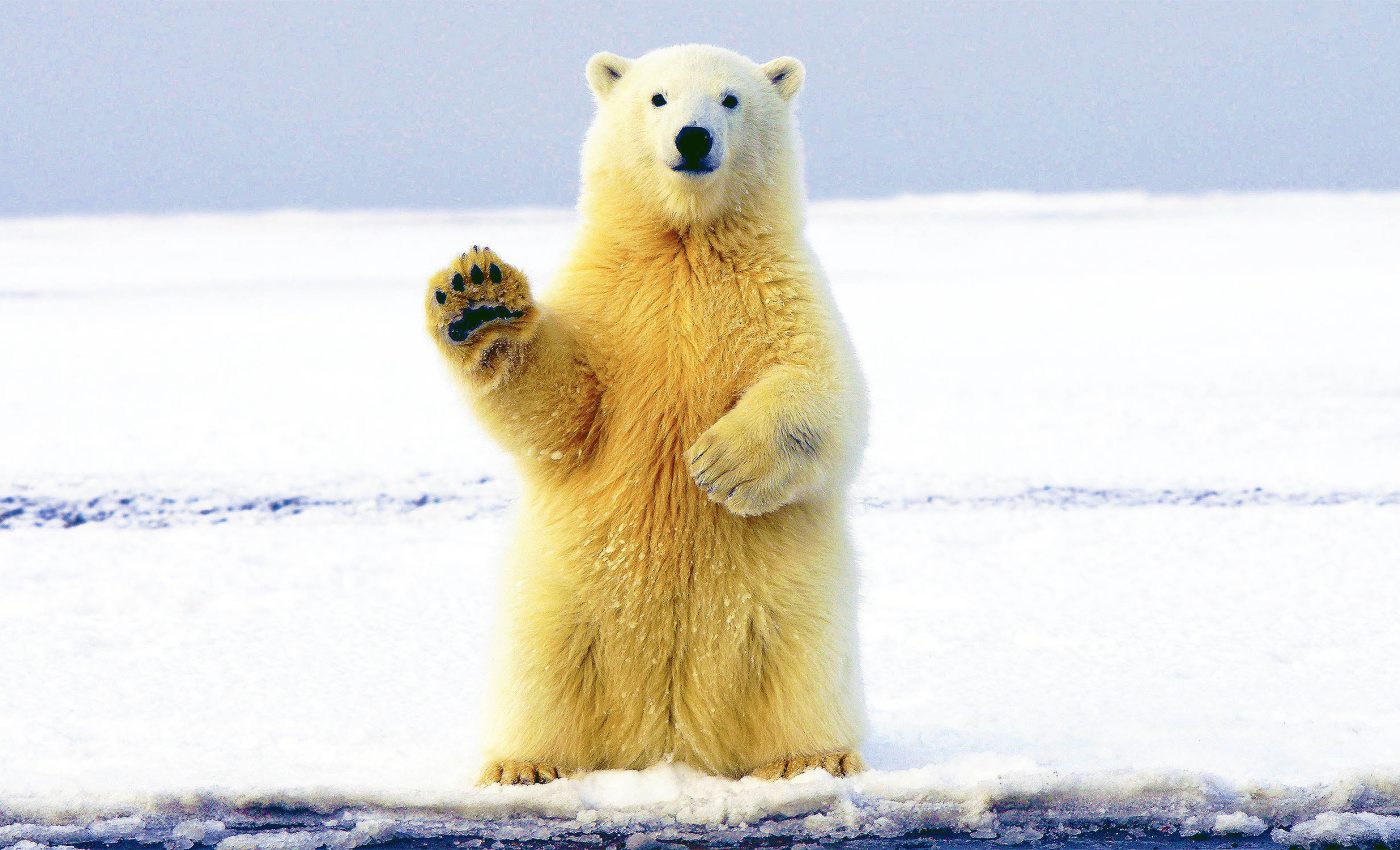 Polar bears are suffering from painful 'ice balls' stuck on their feet