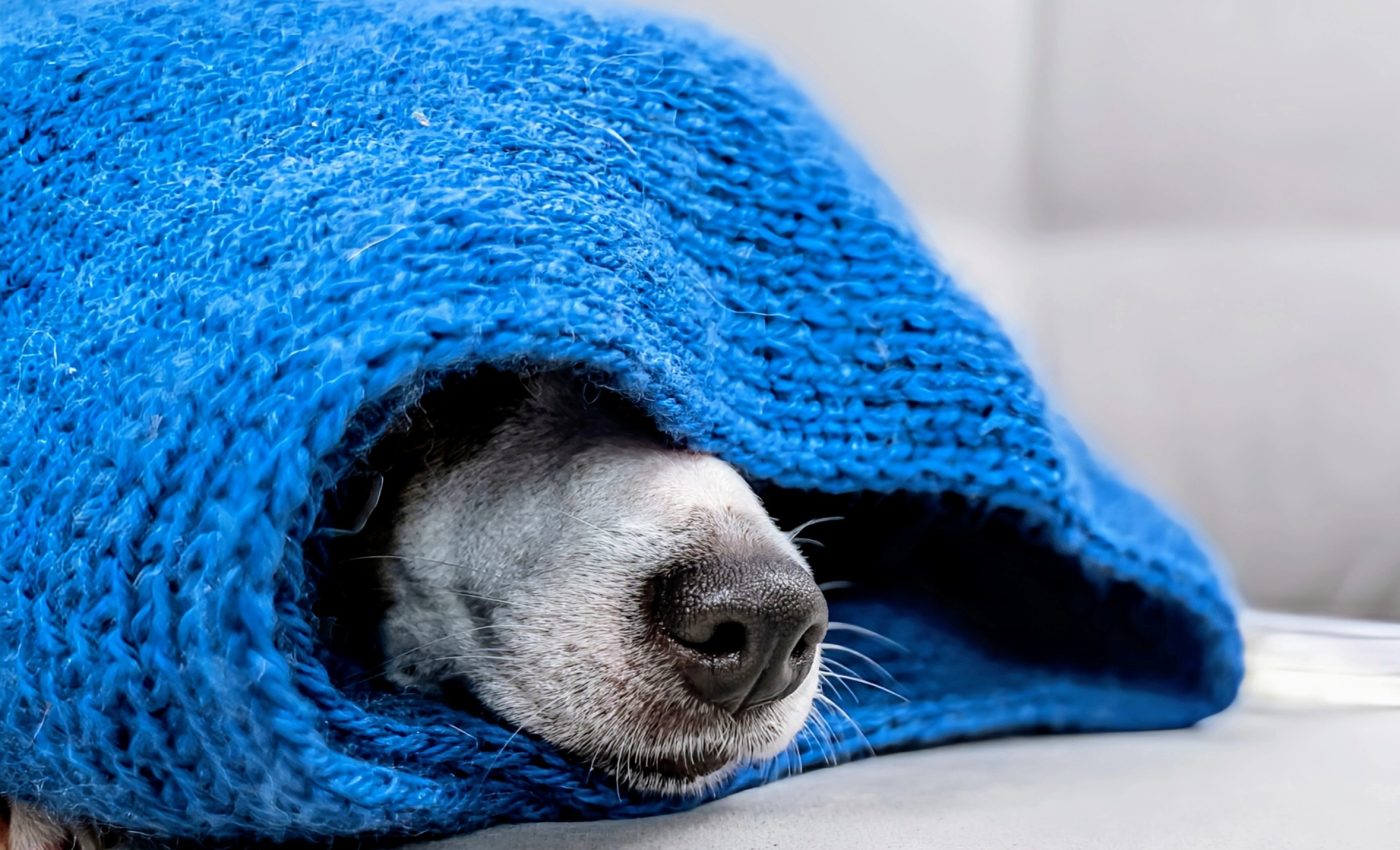 How did dog noses get their unique patterns?