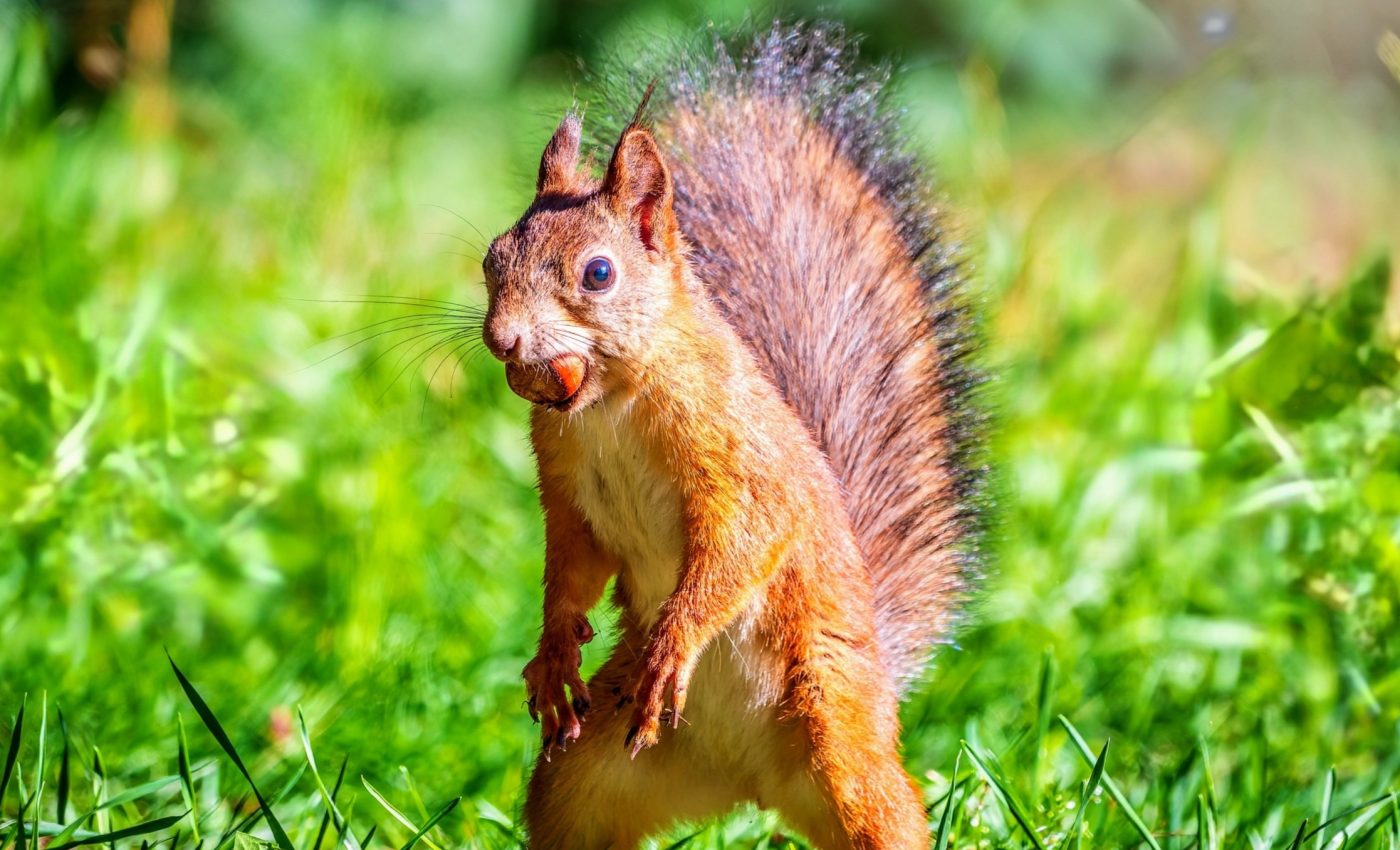 Mammal evolution: The long journey from sprawling to upright posture