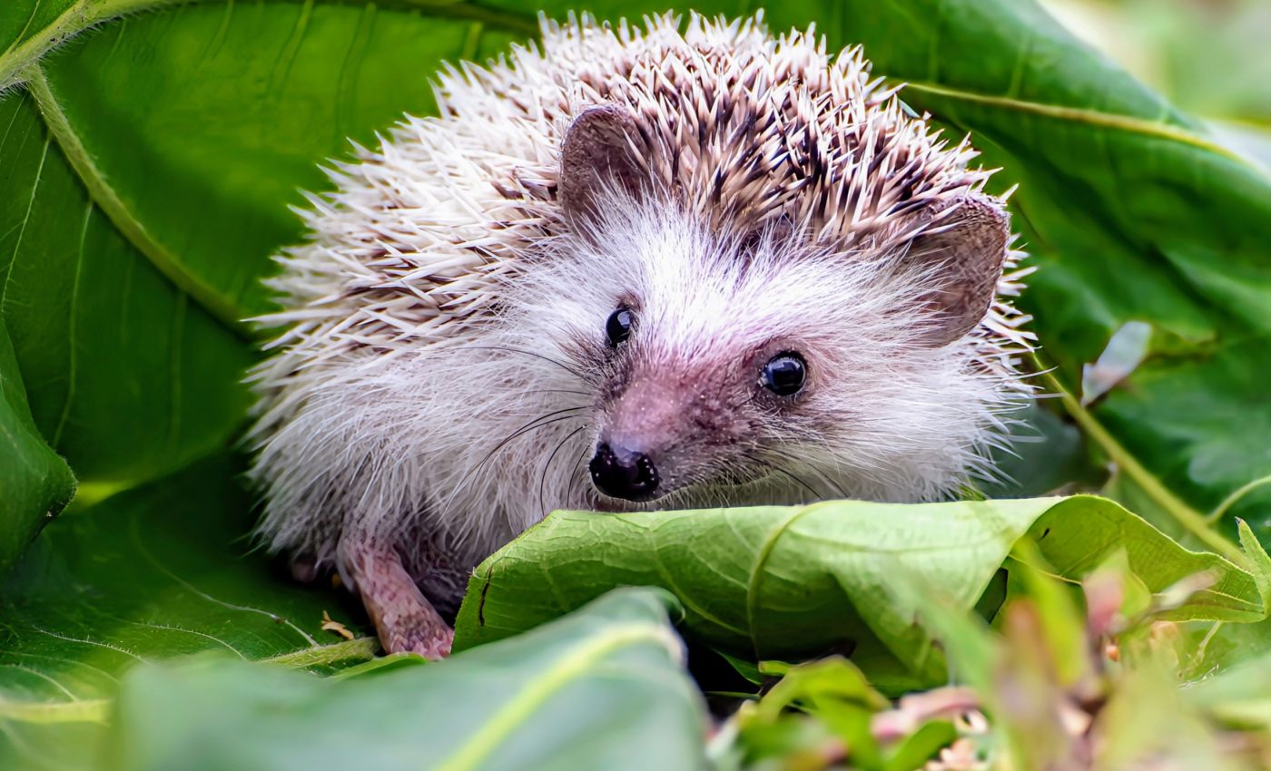 Hedgehogs face extinction as their habitats vanish
