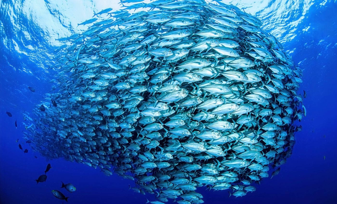 Largest predation event ever witnessed involved millions of fish