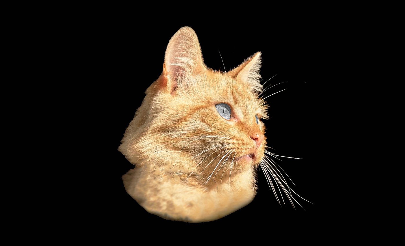 "Quantum cat" survives in superposition for a record-shattering 23 minutes
