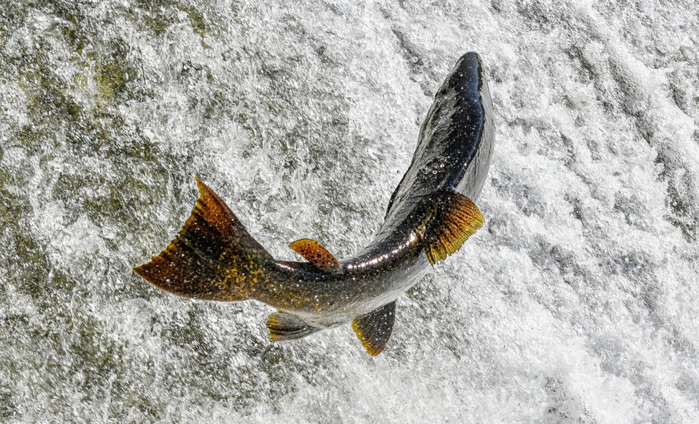 How do salmon decide whether to venture out to sea?