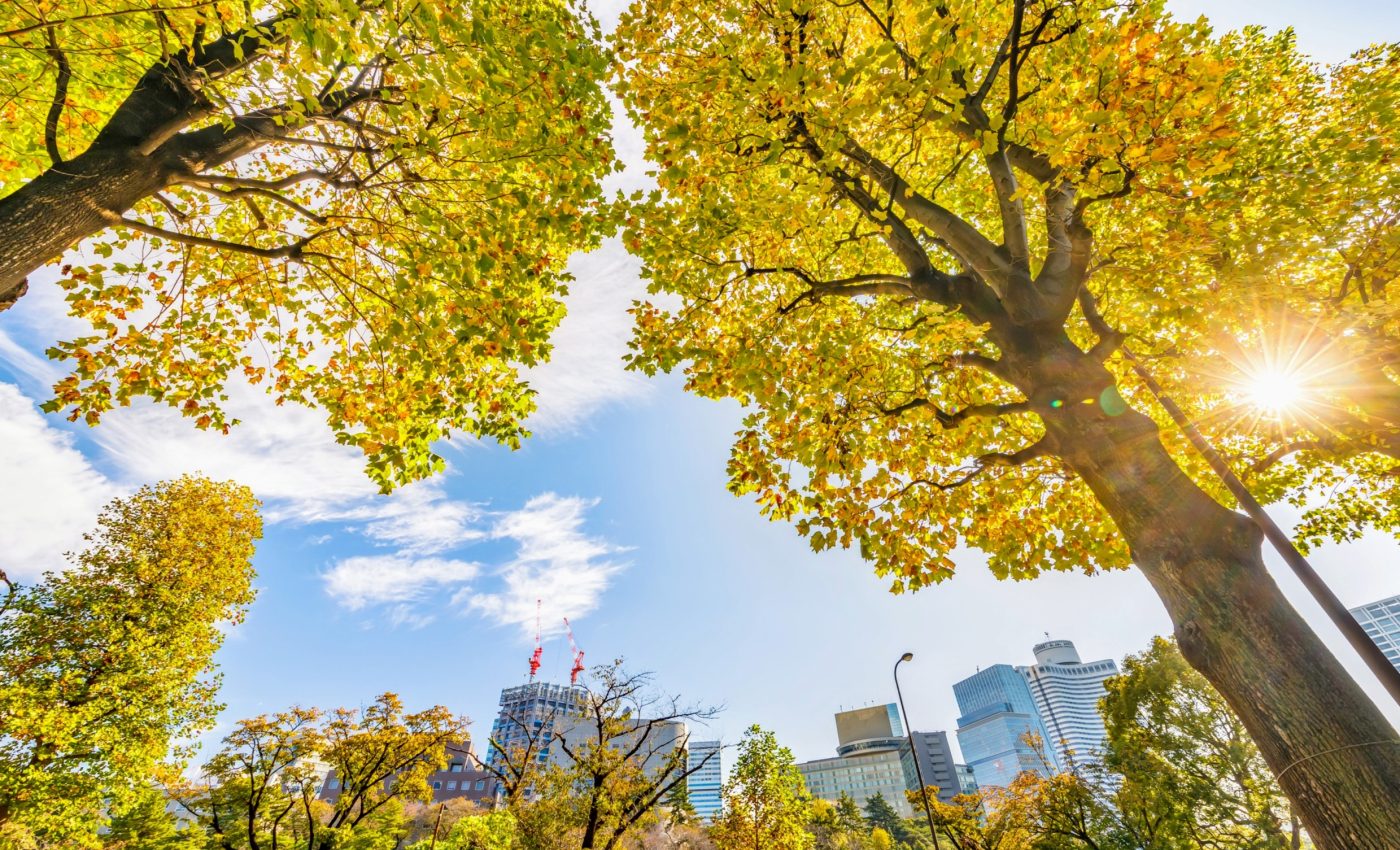 City greening: Predicting the cooling effects of trees
