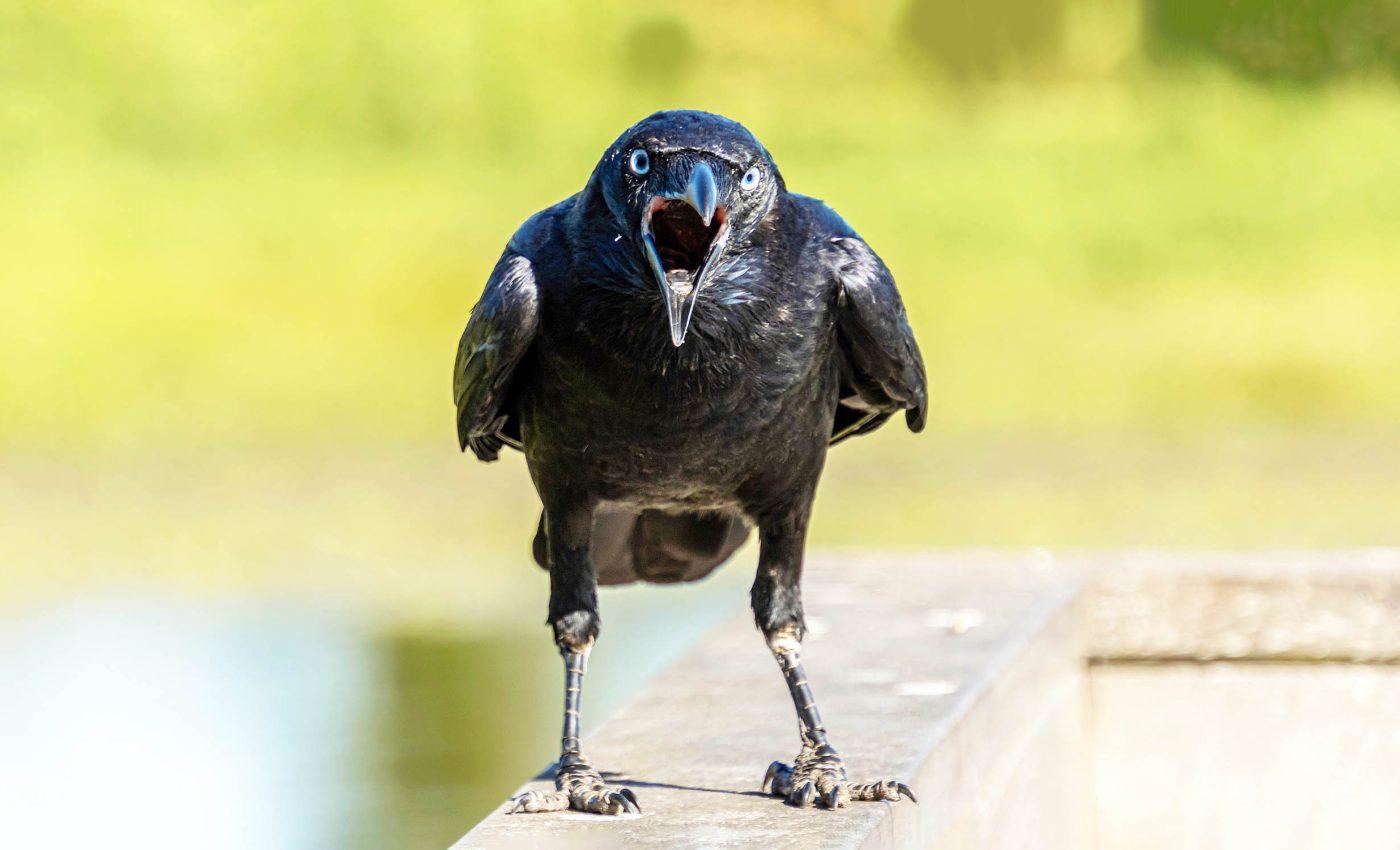 Crows hold grudges against individual humans, often attacking, for up to 17 years