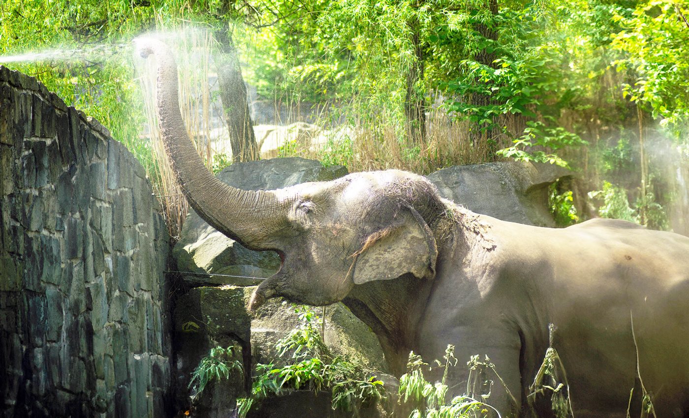 Elephants captured on video "pranking" each other using water hoses