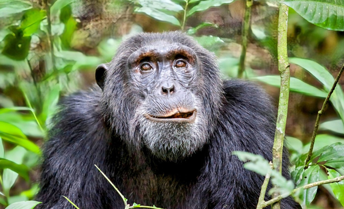Chimpanzees feel the pressure to perform with an audience