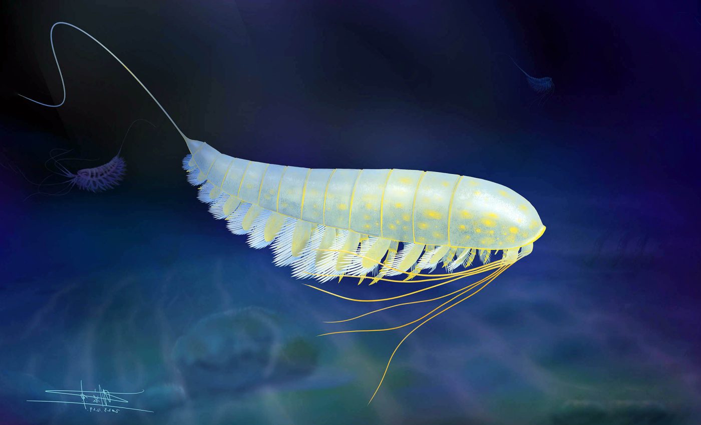 Golden fossil: 450-million-year-old arthropod found inside a block of fool’s gold