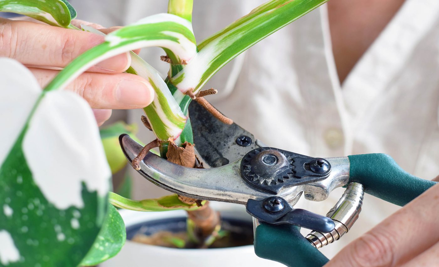 Plants heard making 'screaming' sounds for the first time ever