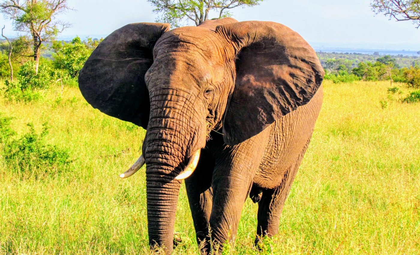 African elephants have drastically declined in the last 50 years