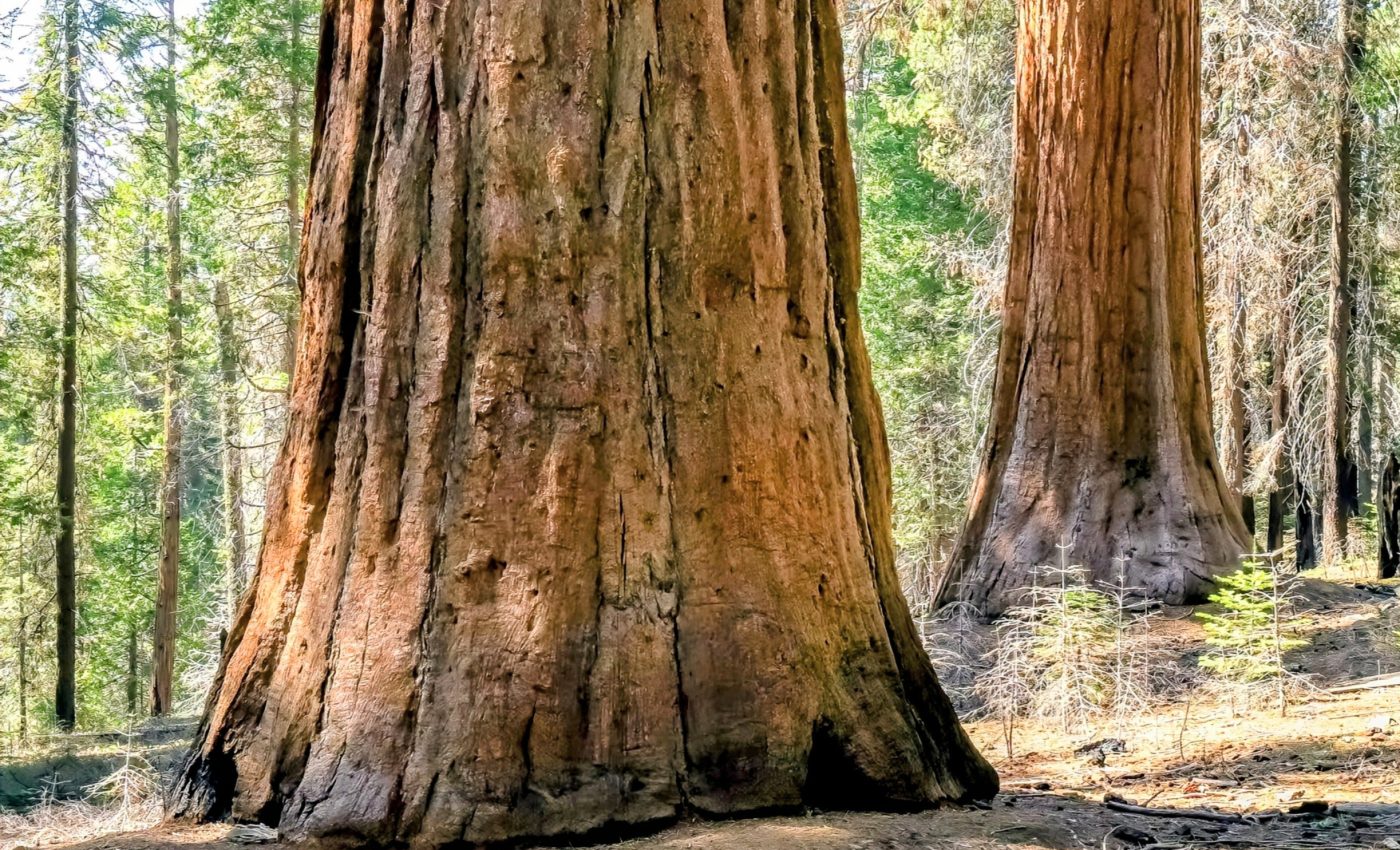 Scientists uncover how plants grow wider, not just taller