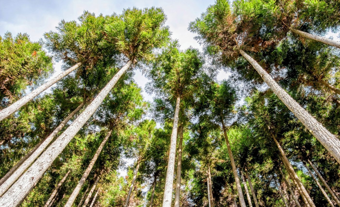 Trees cleverly adapt to withstand storms and high winds
