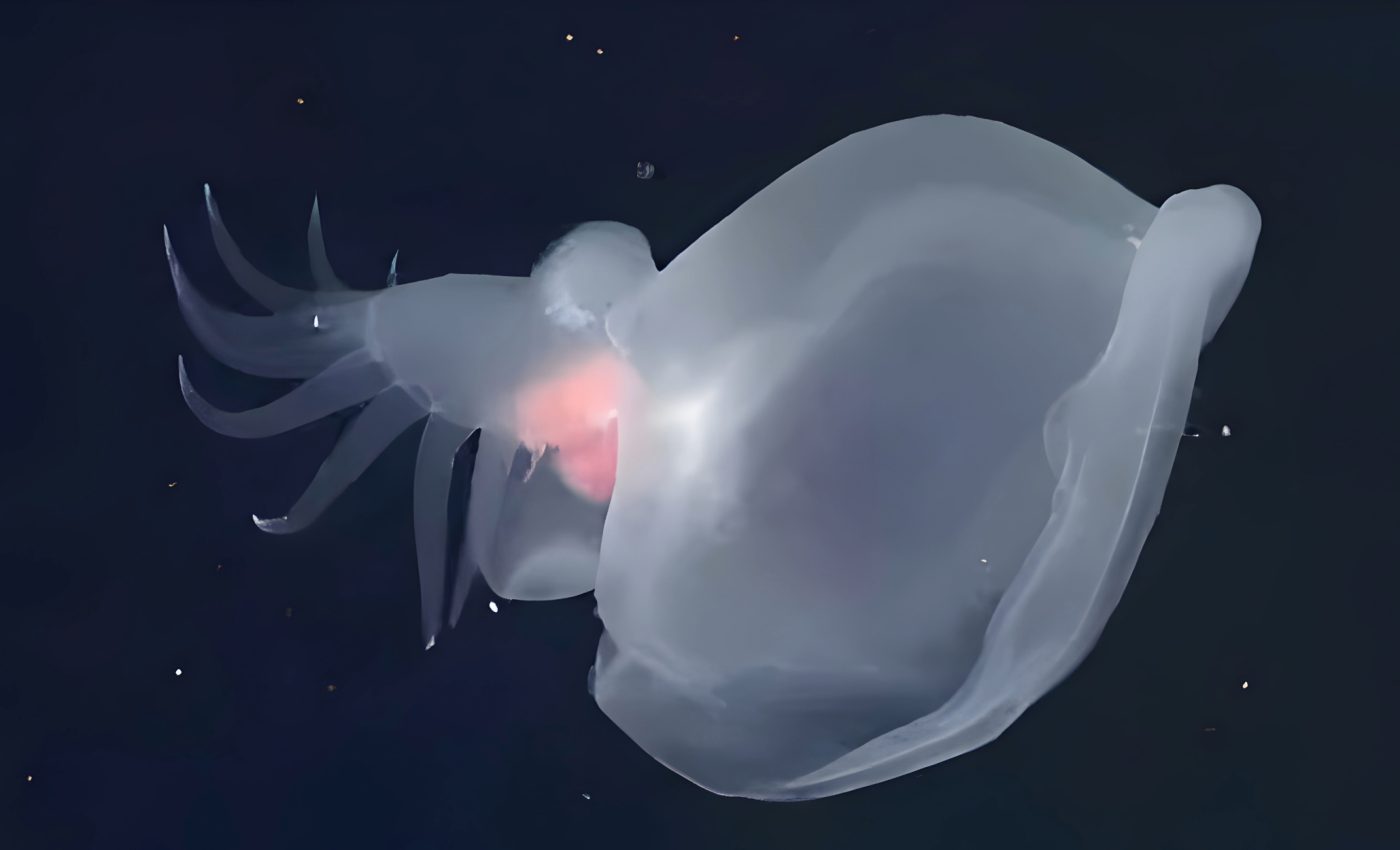 Mystery mollusk: Glowing creature found in the deep ocean