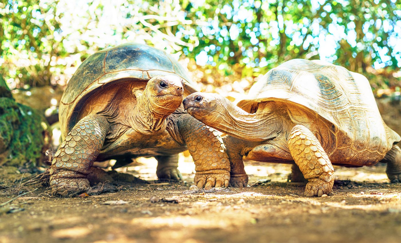 Turtles have genomes unlike any other animal studied so far