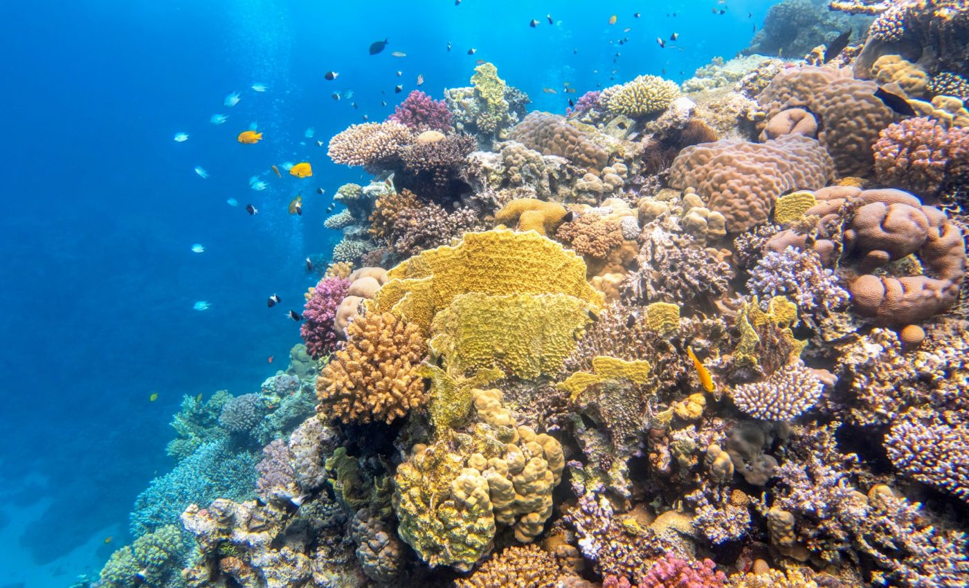 'Multivitamins' could save coral reefs from climate destruction