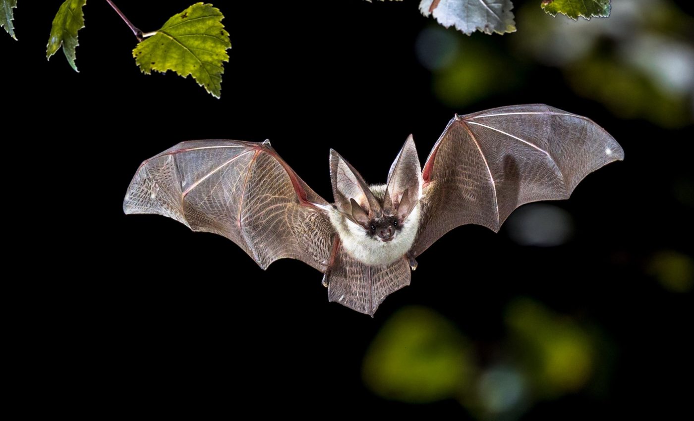 Can bats still navigate in the dark without their hearing?