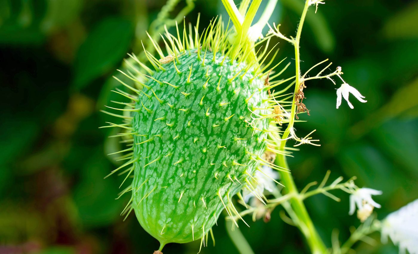 How the 'squirting cucumber' squirts and the trigger that makes it happen