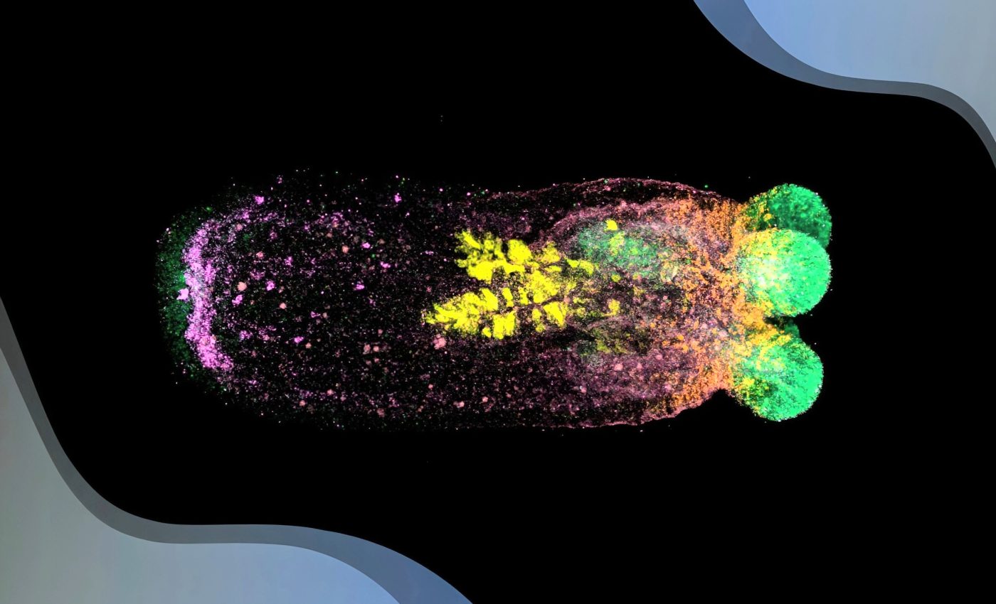 Sea anemones can regrow their entire body in its original shape