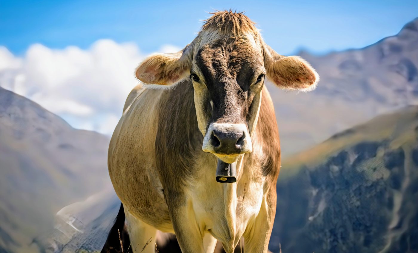 Can a pill stop cows from burping methane?