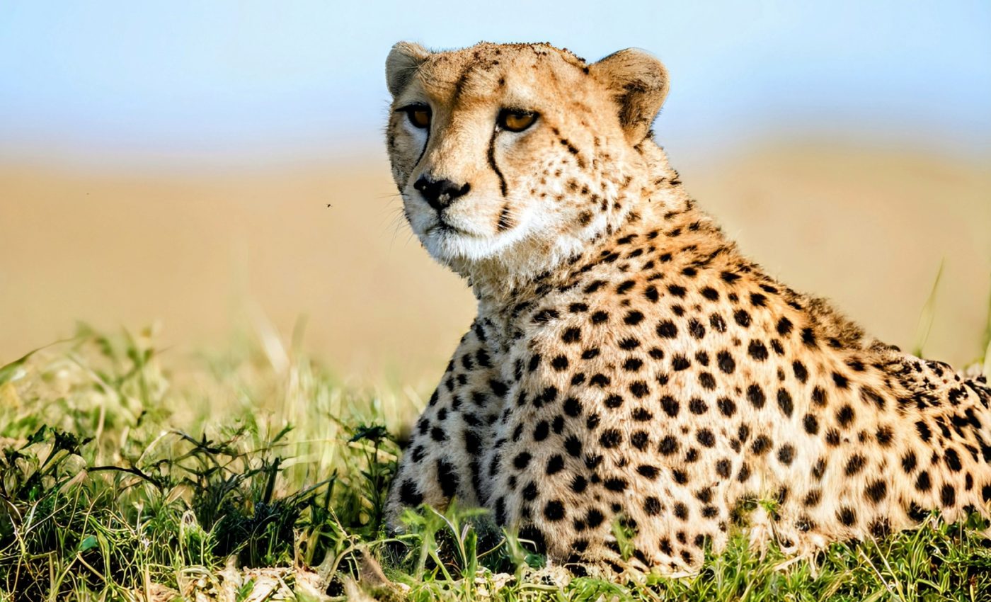 International Cheetah Day 2024: Racing against extinction