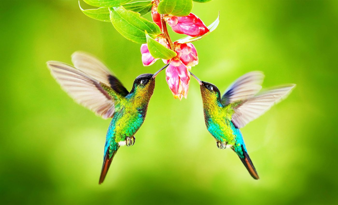 Hummingbird bills are an evolutionary wonder