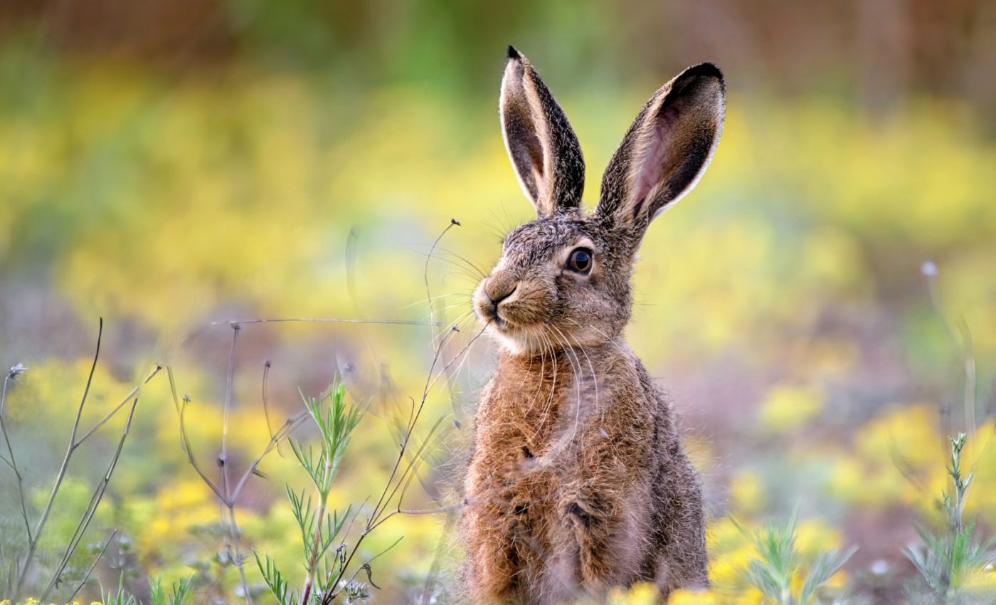 How non-native species are saving themselves from extinction