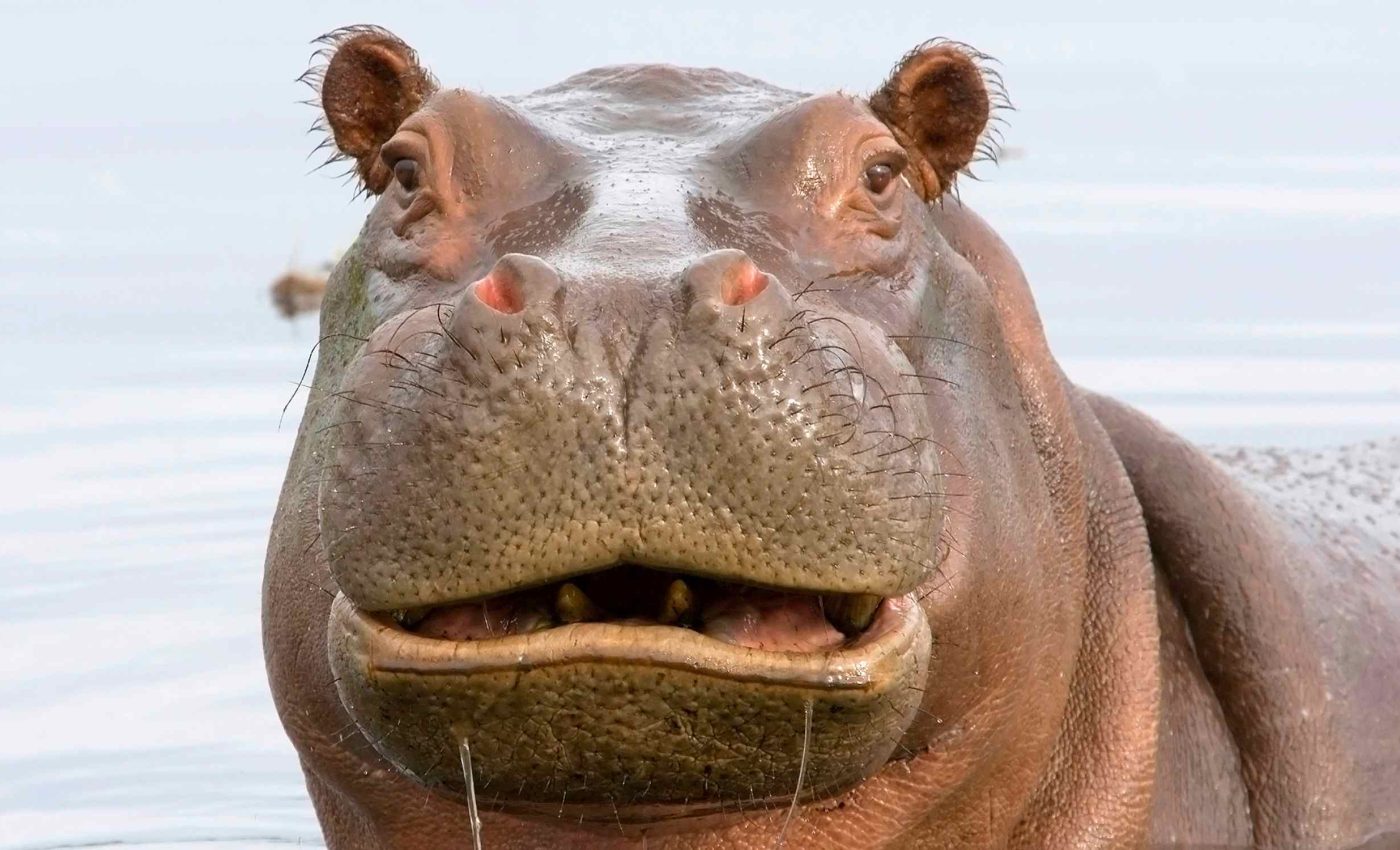 Nation will slaughter 700 elephants, hippos, zebras and other animals due to drought