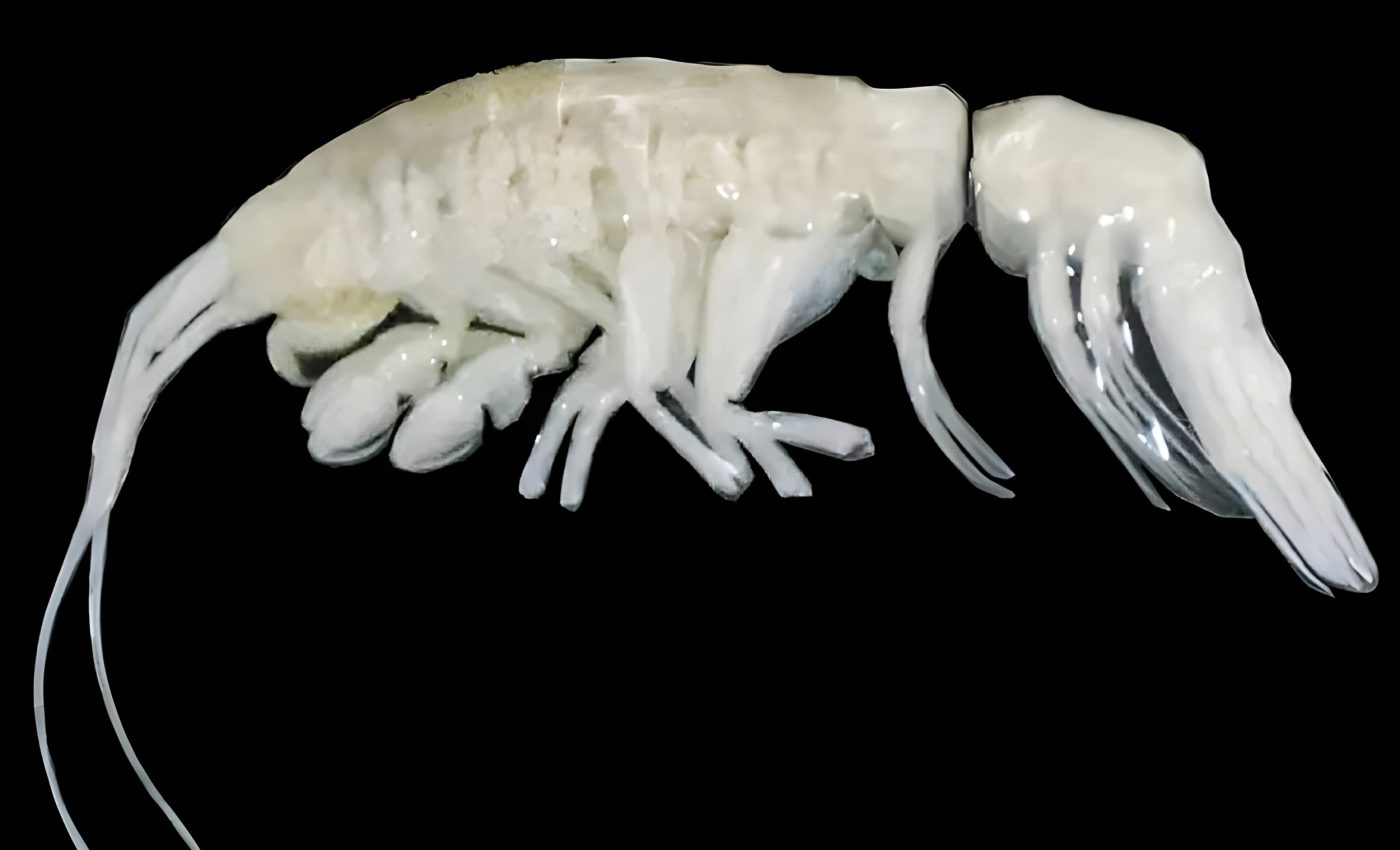 New predator found in one of the deepest parts of the ocean
