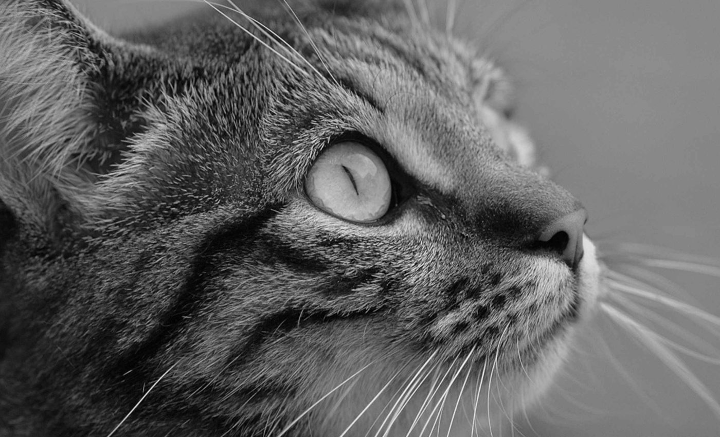 Most cat lovers share these personality traits, according to psychologists