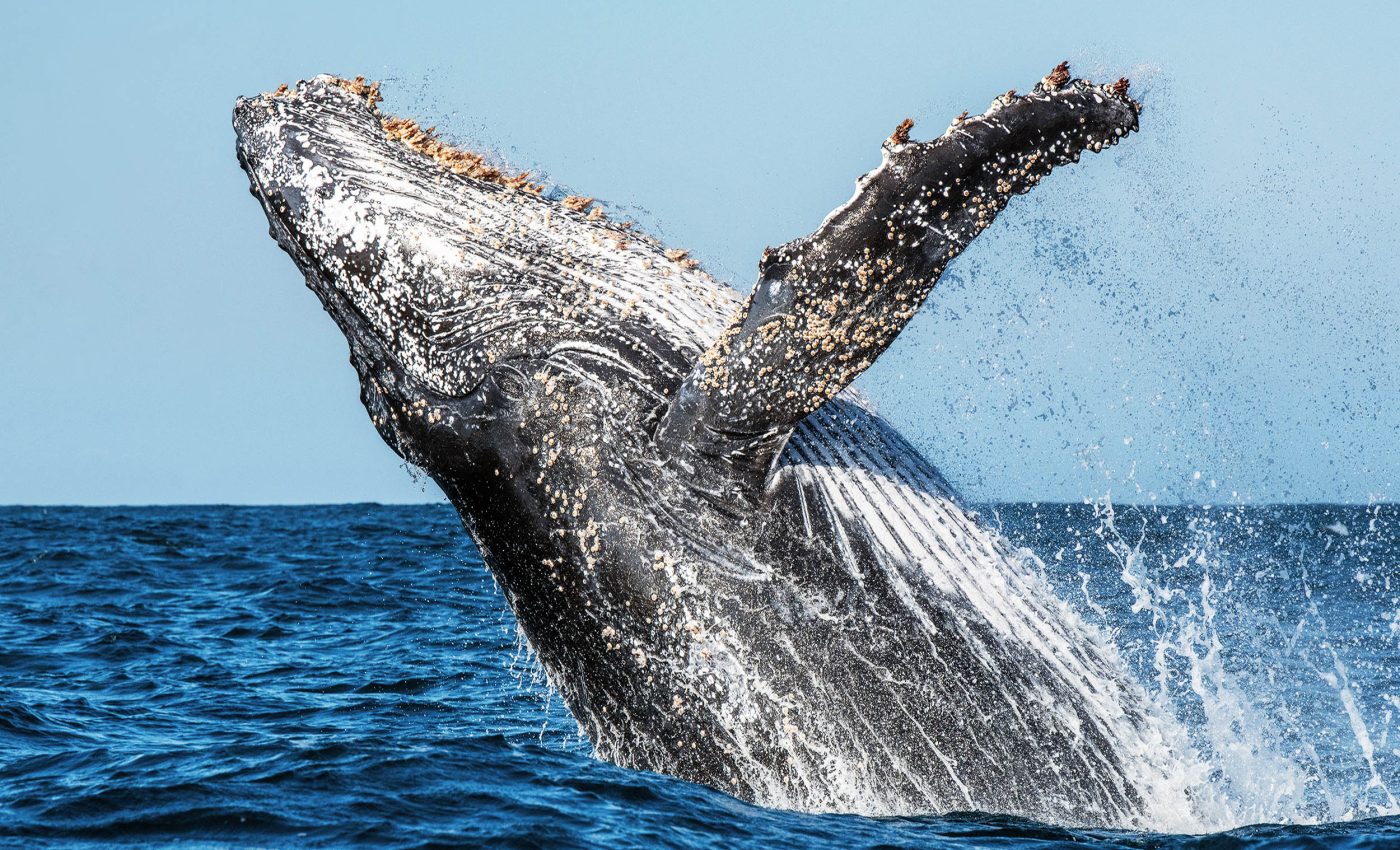 Humpback whale travels farther than any mammal ever recorded