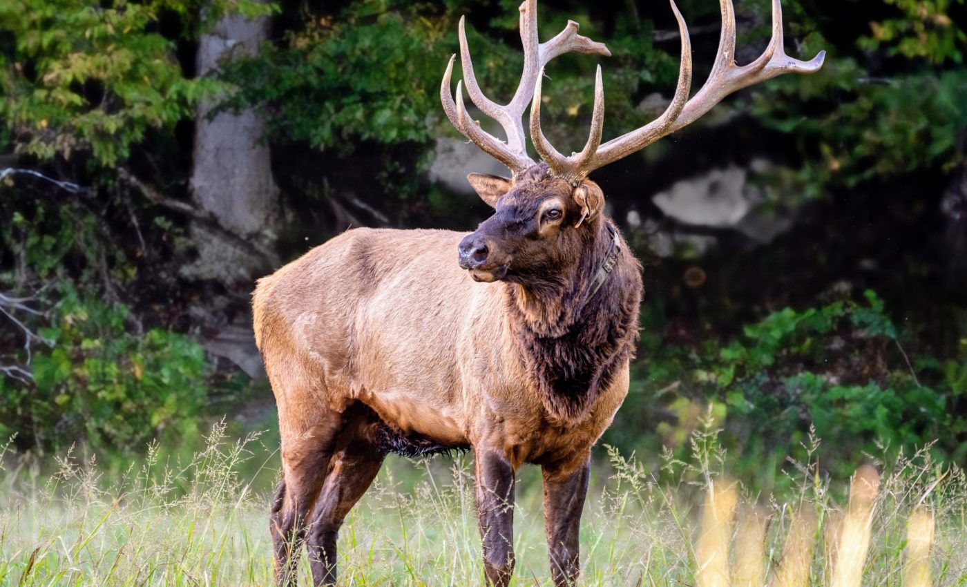 Wildlife will struggle to adapt to increasing droughts in the U.S.