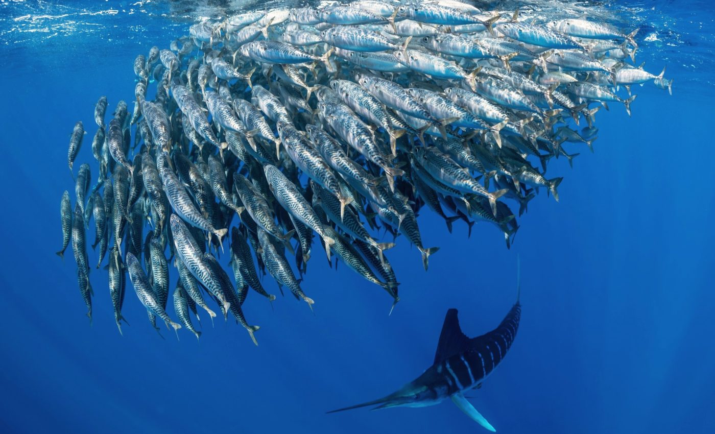 Dance of survival: How sardines outsmart striped marlins in the open ocean