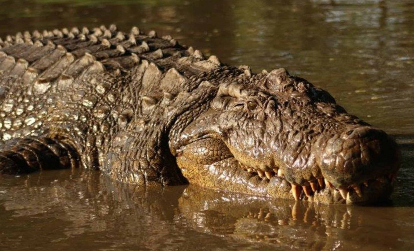 124-year-old crocodile challenges everything we know about aging