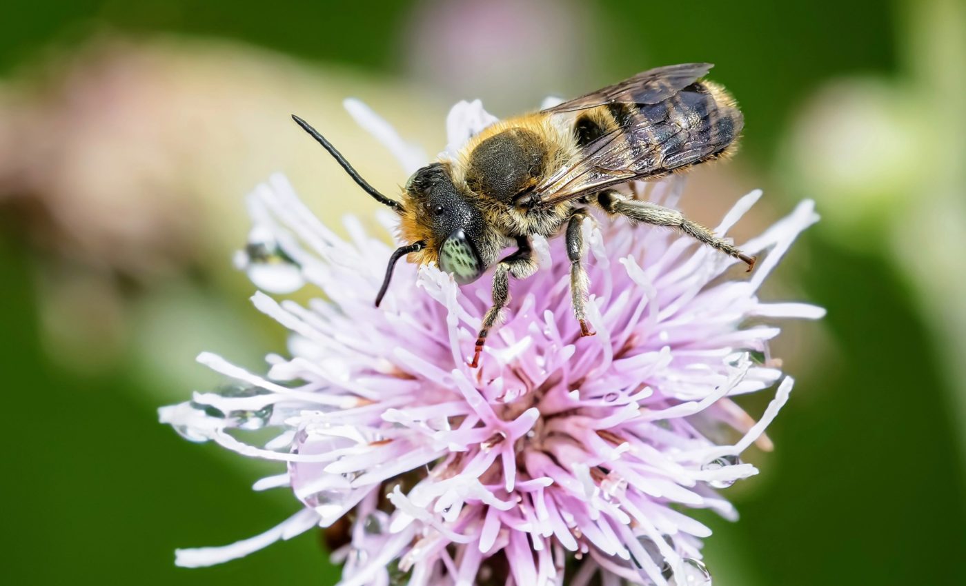 Some bees value quality over quantity in flower selection