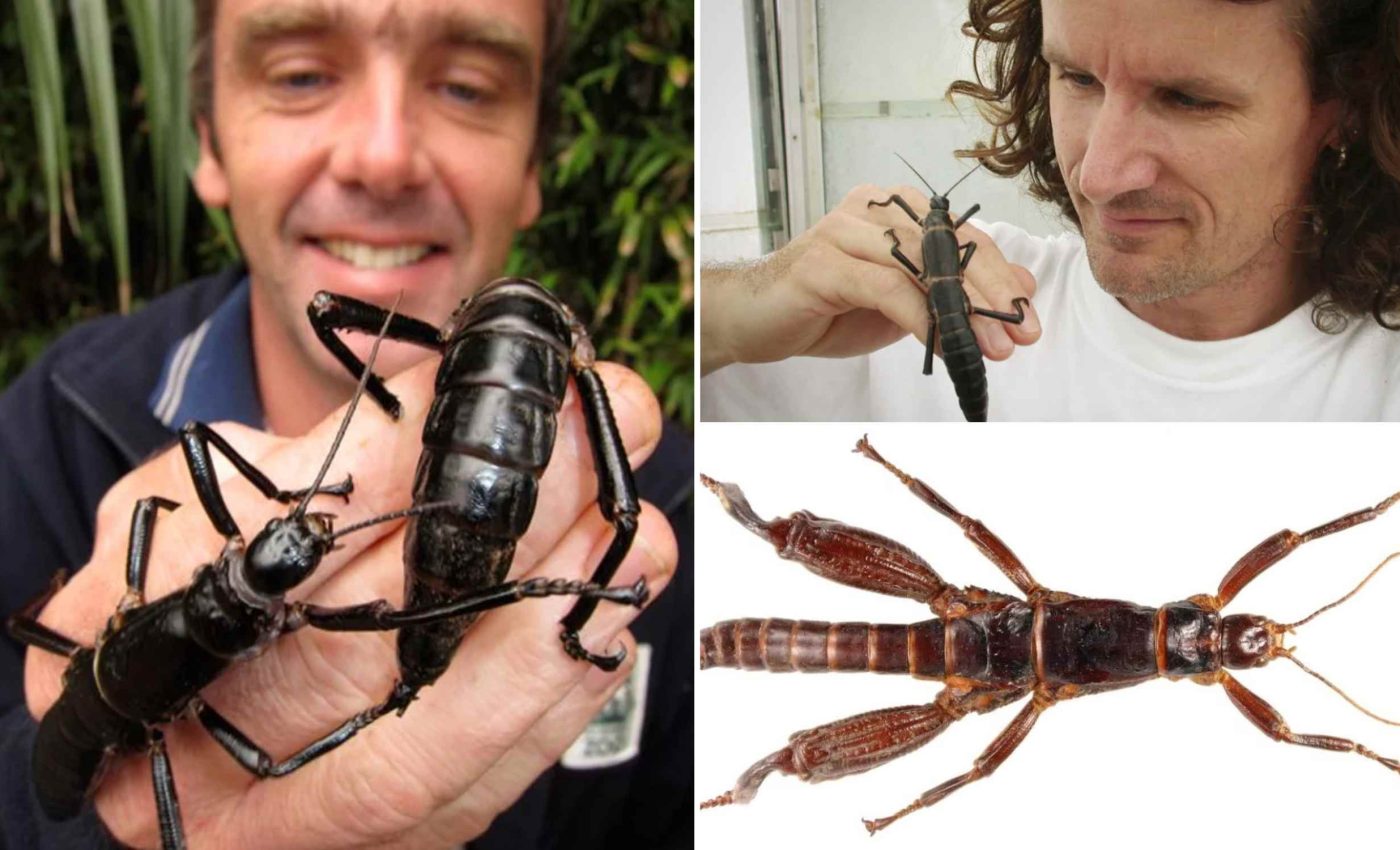 World's rarest insect returns after a century of absence