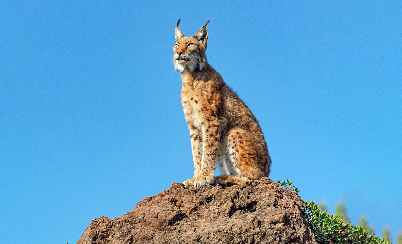 Saving the Iberian lynx: How humans rescued this rare feline from extinction