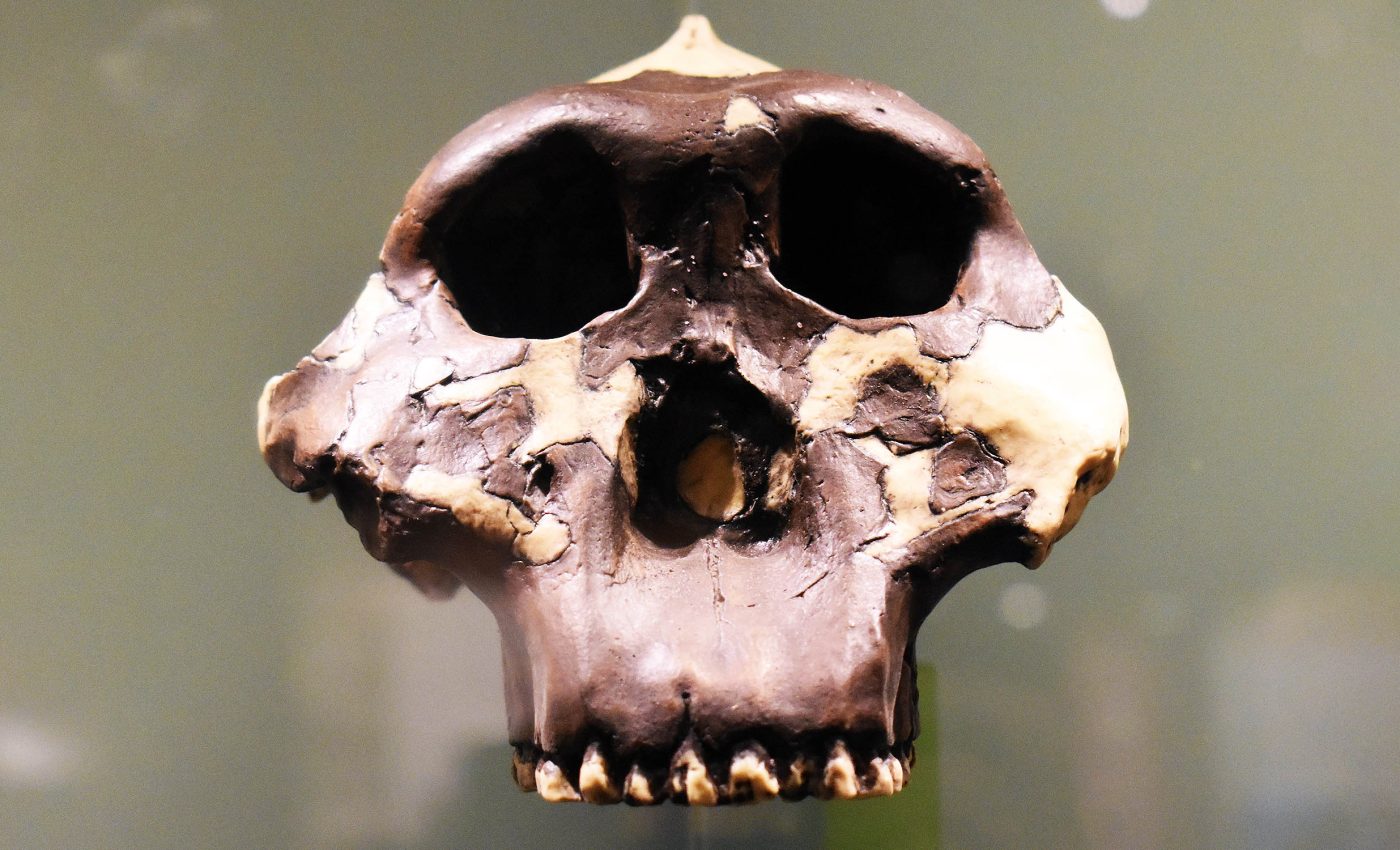 First tools ever used on Earth were not made by early humans