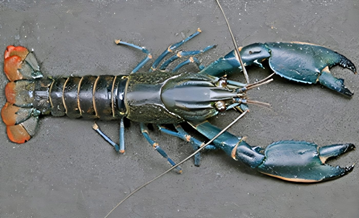 Dusty crayfish: A new  species that's been hiding in plain sight