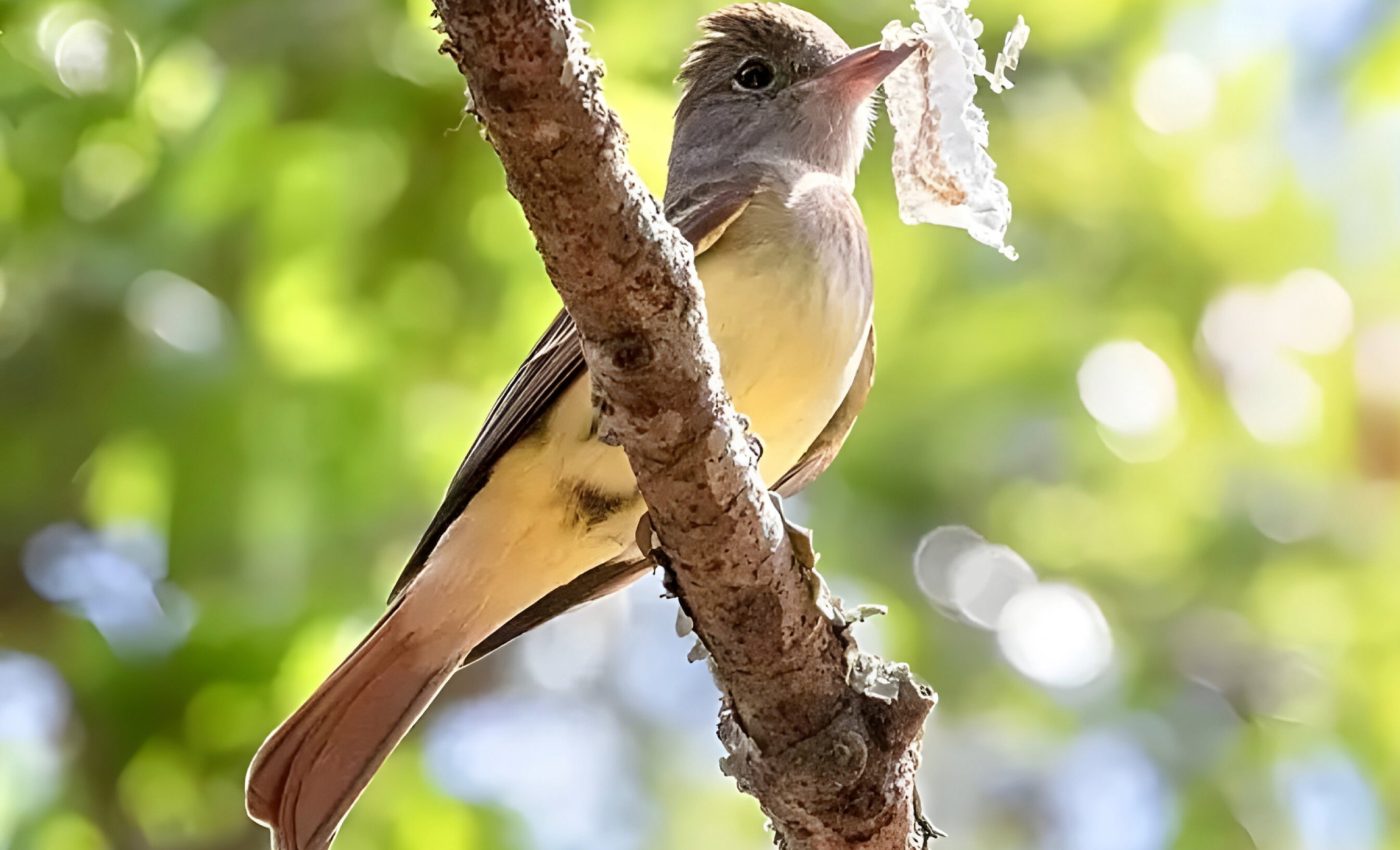 Some birds use snake skins in their nests to deter predators