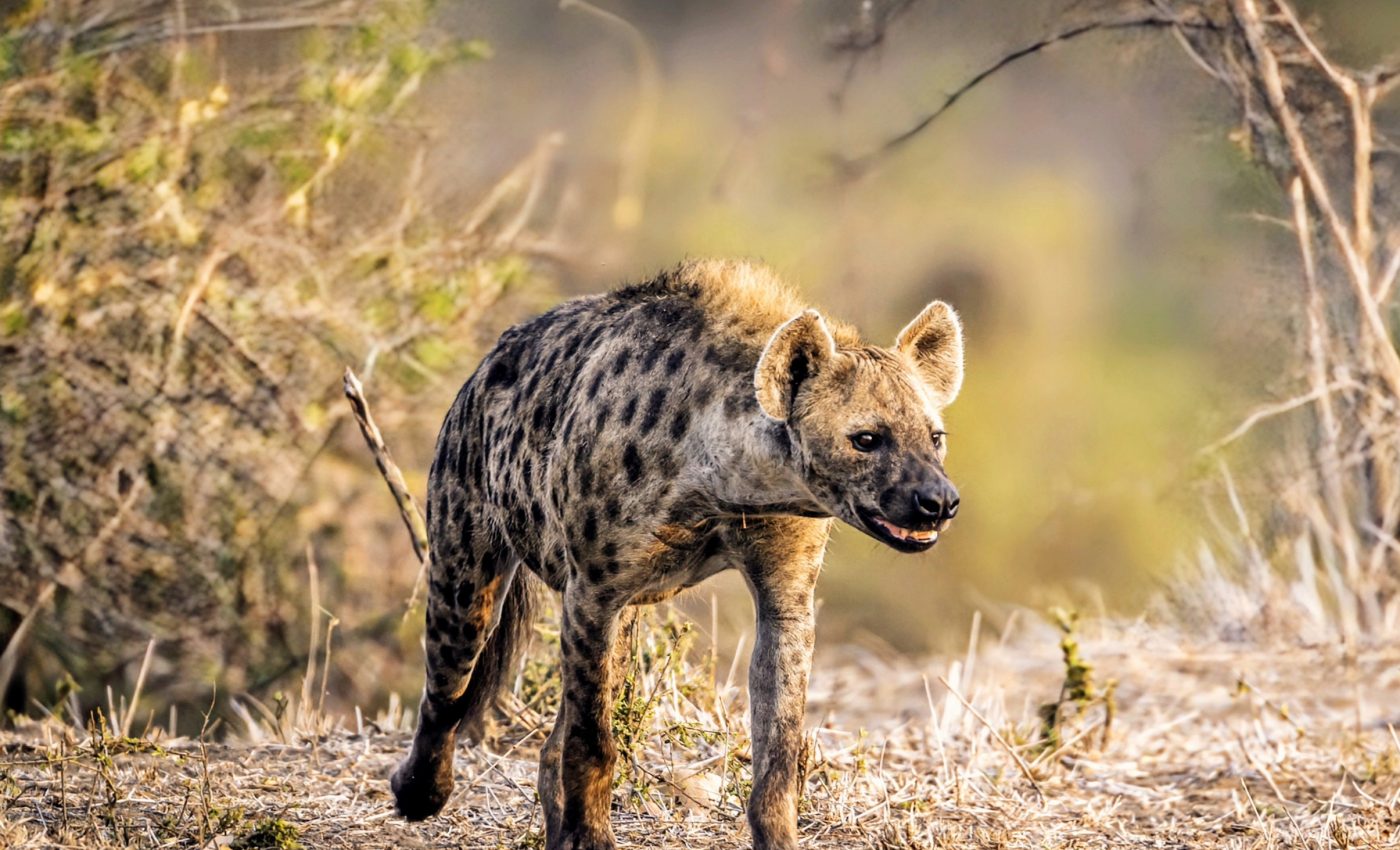 Spotted hyena returns to Egypt after 5,000 years