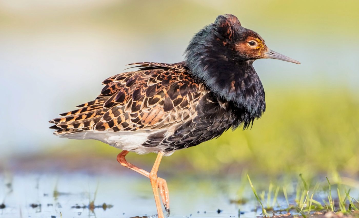 Some birds trick their way into mating by removing testosterone from their bodies