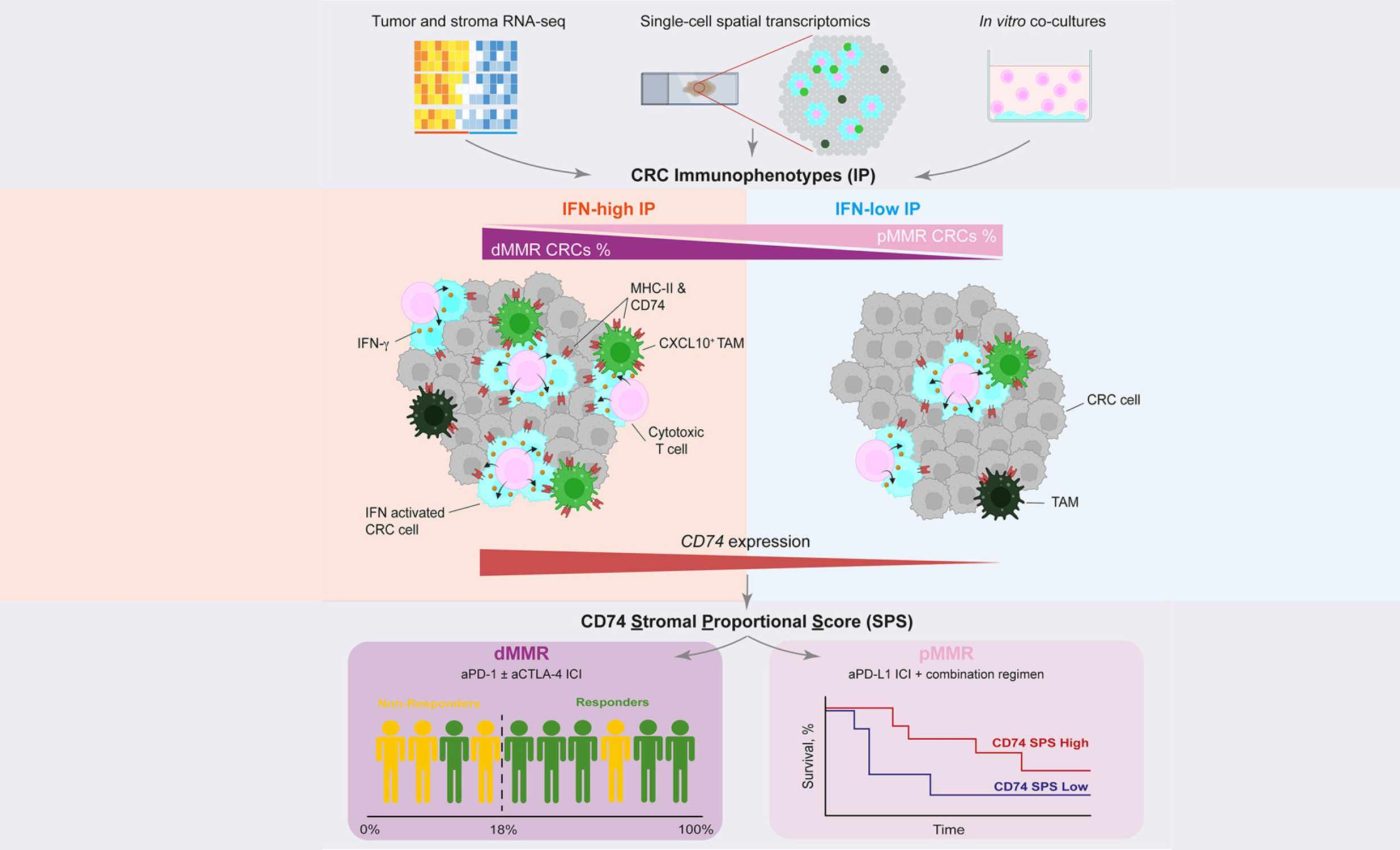 This protein discovery may change the treatment of colon cancer